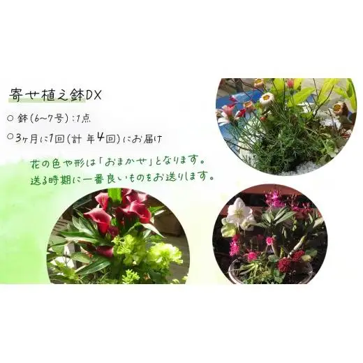 《 3ヶ月に1回お届け！年4回 定期便 》【 確実園 オリジナル 】 寄せ植え DX（おまかせ1点）