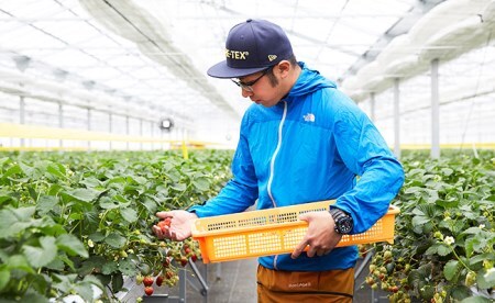 【先行予約】マツダファームの完熟いちご【紅ほっぺ200g×4pc(800g)】2022年12月～RT821