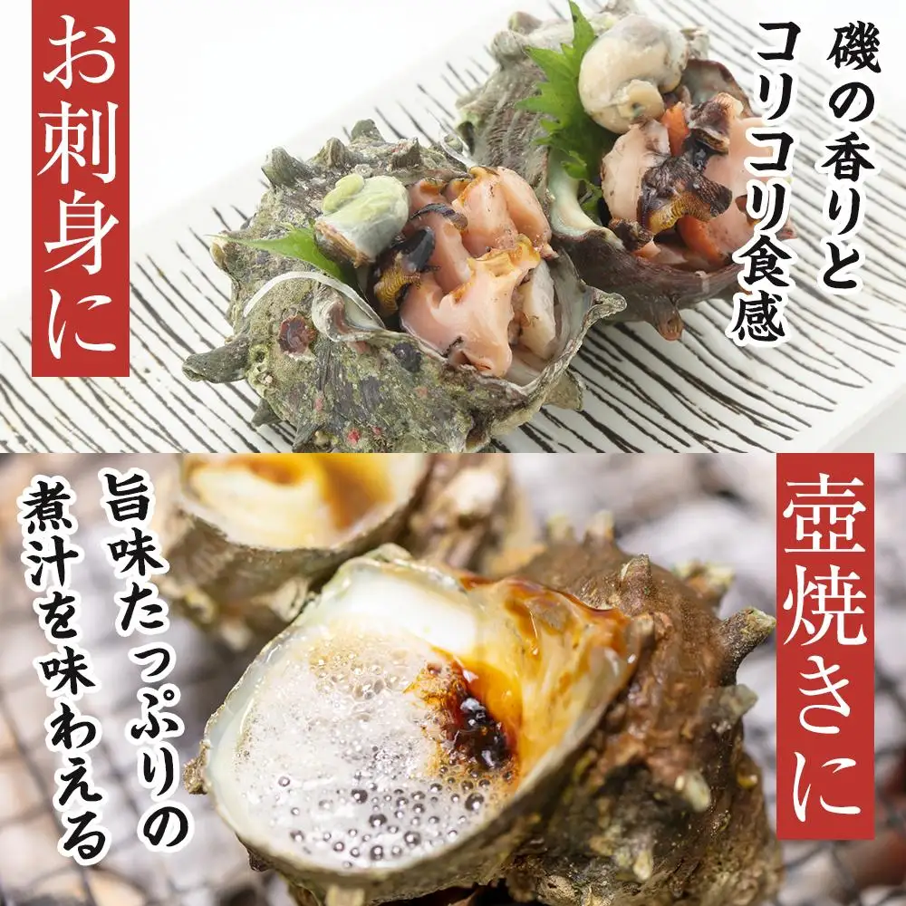 佐渡産 天然活サザエ 2kg 20個前後 サザエ