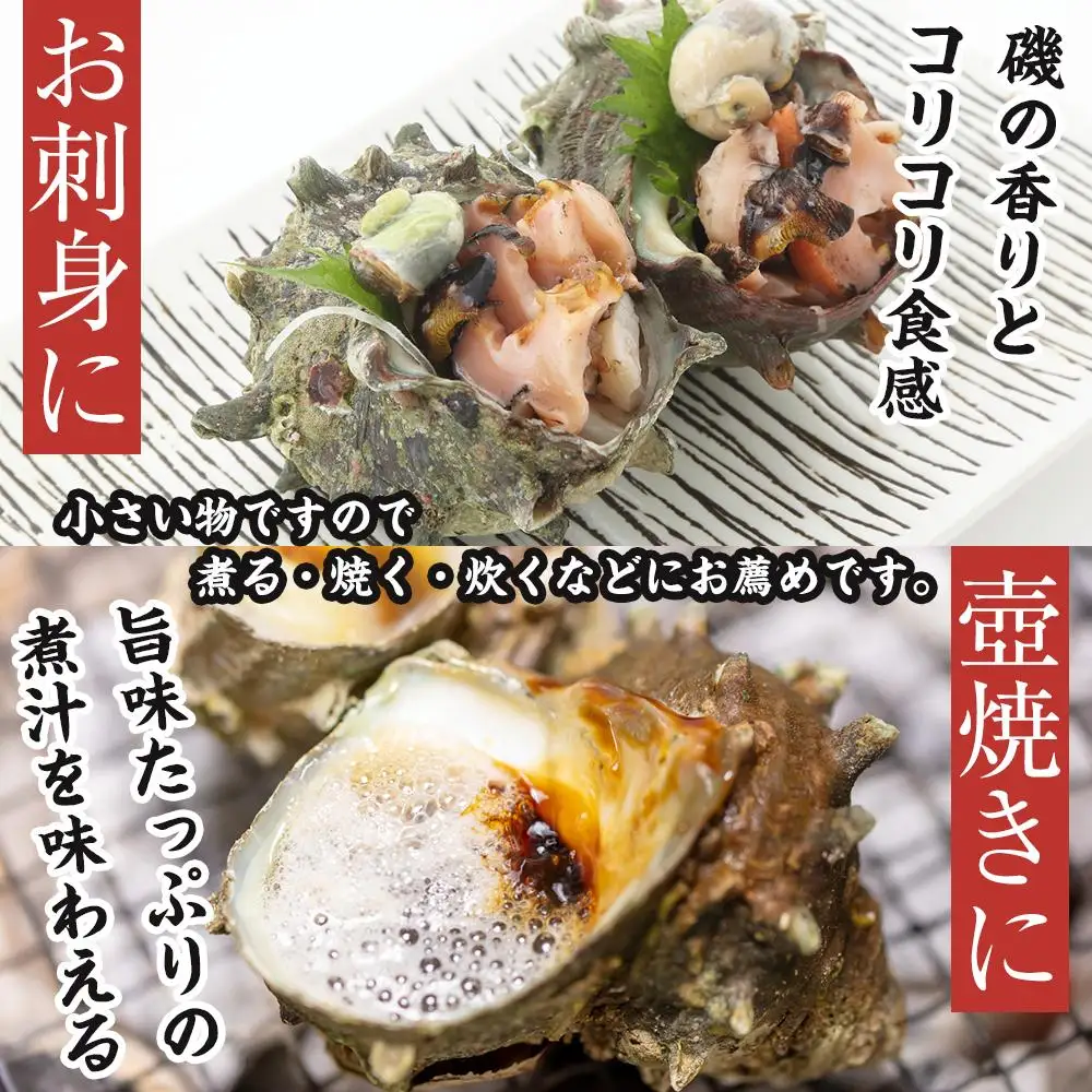 佐渡産　天然活サザエ 2kg 小（35個前後）