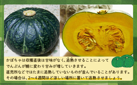 【2026年9月以降順次発送】【訳あり】北海道 豊浦産 かぼちゃ 味平 約10kg 5～7玉入り 