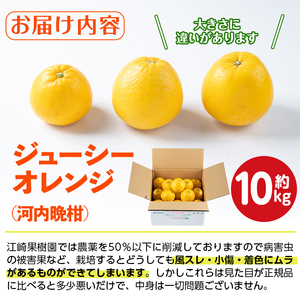 【先行予約】 河内晩柑 10kg 河内晩柑 【江崎果樹園】 i798