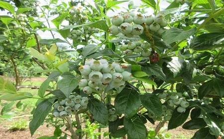 【2026年6月下旬発送開始予定】 【数量限定】 採れたて ブルーベリー 約600g ＜ 福祉事業所 ポパイの家 ＞ ／ ブルーベリー 生ブルーベリー 冷蔵 新鮮 産地直送 旬 フルーツ 果実 果物 くだもの 期間限定 季節限定 朝採れ 朝採り ふぞろい 不揃い 岩手県産 八幡平市産 おすすめ オススメ