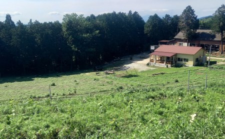 紅桔梗2022 BENIKIKYO2022 750ml×1本 アルコール分11% ワイン 国産 巨峰 ぶどう お酒 アルコール