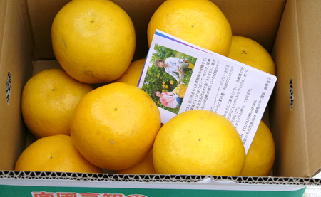 河内晩柑 4.5kg （M～5L） 【家庭用】 ばんかん 晩柑 バンカン 夏文旦 みかん 柑橘