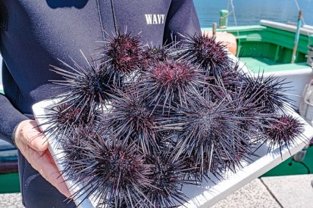 (10028)さざえうに サザエウニ さざえうにの瓶詰め 瓶詰め 栄螺 雲丹 5本セット 25g 刺身 味付 長門市