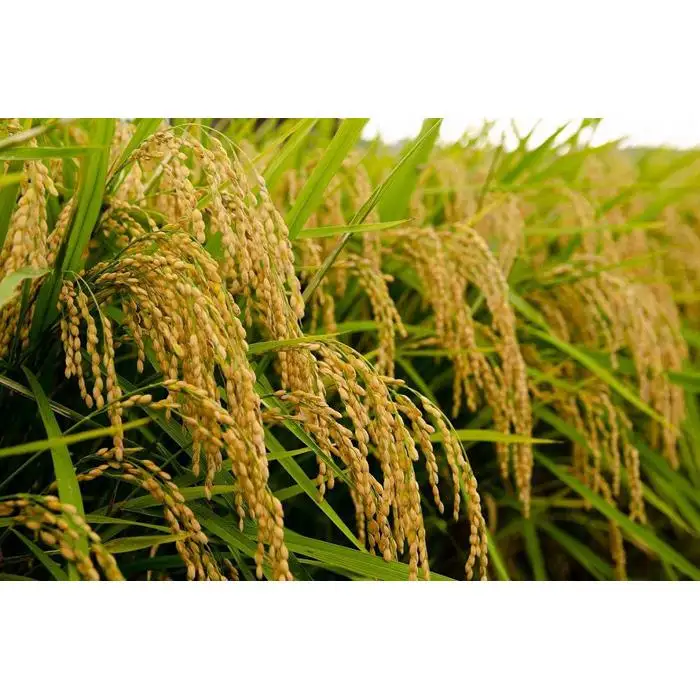 神戸市産　生産農家の「コシヒカリ」（玄米5キロ）【2025年産】
