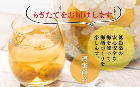 青梅（ジュース・梅酒用）約5kg | 果実 かじつ カジツ 梅 うめ ウメ ジュース 奈良県 五條市 シロップ 