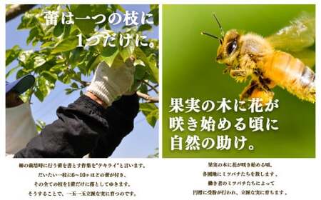 【 堀うち農園 】どっさり 約 7kg 訳あり 富有柿 | 人気 国産 産地直送 秋 旬 送料無料 大容量 特産品 家庭用 奈良県 五條市