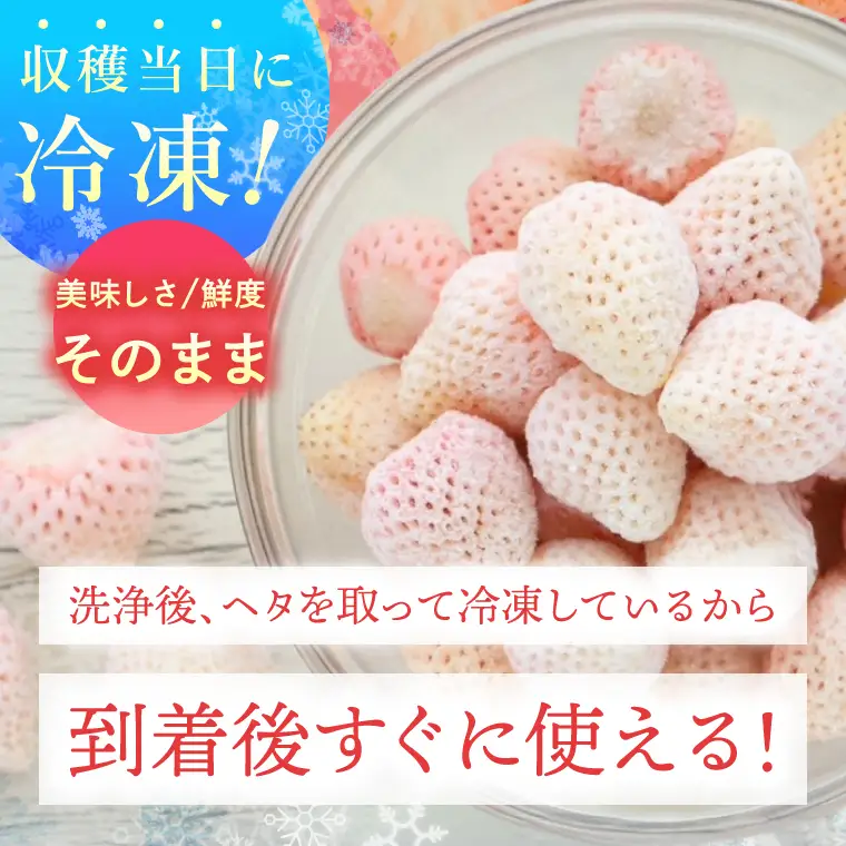 【数量限定】冷凍いちご 希少なプレミアム白イチゴ『淡雪』1kg入×2袋 合計2kg オリジナルレシピ有り（DO-1）