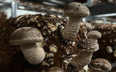 オーガニック 菌床生しいたけ 約1kg きのこ 野菜 国産 GAP認証 有機JAS認定 食物繊維 ビタミン ミネラル 