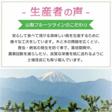 《2026年発送》桃 『白桃系』 約2kg 5～8玉 朝もぎ直送! 選び抜かれた桃【配送不可地域：離島】【1275890】