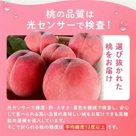 2026年発送 桃 約2kg 5～8玉 朝もぎ直送! 旬の完熟『桃』選び抜かれた桃【配送不可地域：離島】【1359013】