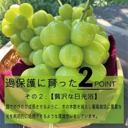 《2026年発送》朝もぎ直送!!過保護に育った葡萄『のびのび育てたシャインマスカット』2房_甘いシャインマスカット あまいシャインマスカット 美味しいシャインマスカット おいしいシャインマスカット 人気のシャインマスカット 瑞々しいシャインマスカット _【配送不可地域：離島】【1363897】