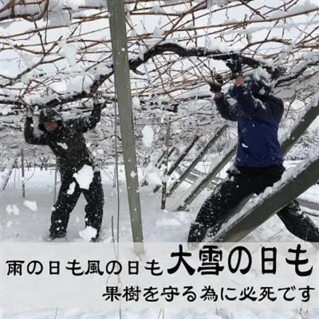 朝もぎ直送!!過保護に育った葡萄『のびのび育てたシャインマスカット』3～6房【配送不可地域：離島】【1370173】