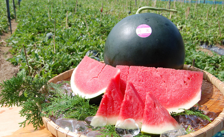 抜群の甘さ! スイカ 1玉 大玉 (6kg以上) 甘い 高糖度 西瓜 すいか 種なし 黒玉 産地直送