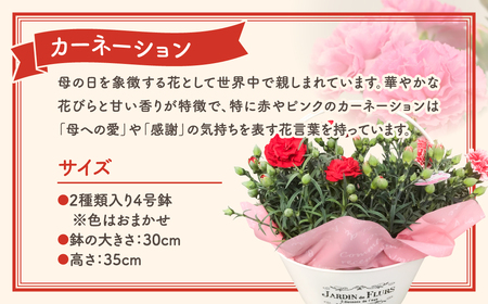 【母の日ギフト】5月6日まで 先行予約 母の日 カーネーション 2種 4号鉢 バスケット 福島県 田村市