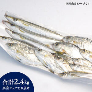 【6ヶ月定期便】大和海商の朝どれ鮮魚小魚パック2.4kg N072-YE093