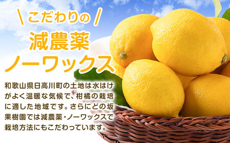 国産レモン 約3kg　レモン