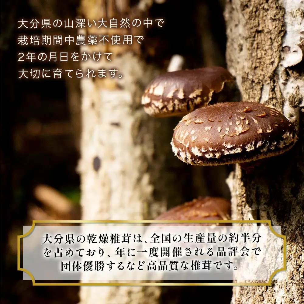 乾燥椎茸 国産 スライス 椎茸 50g×5パック | 津久見市