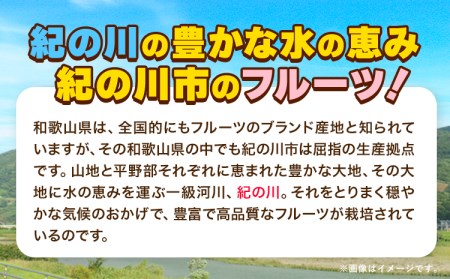 【先行予約】完熟 温州みかん 約3kg (35~40玉) こだまファーム《2026年10月中旬-2027年2月中旬頃出荷》みかんみかんみかん