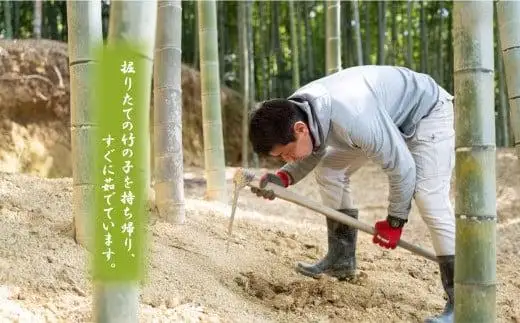 【2026年4月以降発送】老舗料理屋がお届けする「貝塚木積産たけのこご飯」３合分