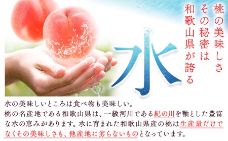 もも桃 モモ 約2kg 原農園《2026年6月中旬-8月下旬頃出荷》桃桃桃モモモモ