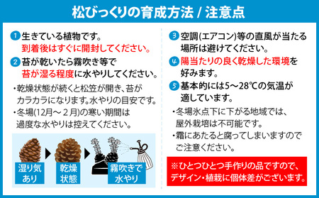 火山の贈り物 ミニ観葉植物『松びっくり』 溶岩土台松ぼっくり苔植物 K089-001