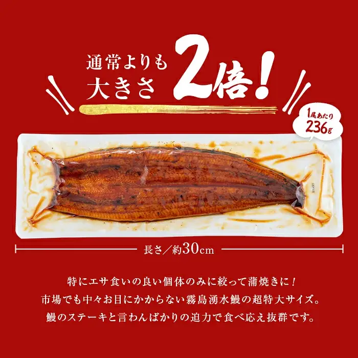 【数量限定】超特大！鹿児島県産 山田水産の霧島湧水鰻(計1400g以上・236g以上×6尾) c5-039-yy