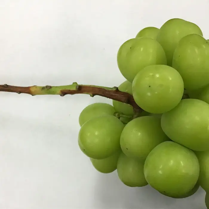 【訳あり】シャインマスカット晴王1房【2026年9月中旬～10月下旬発送予定】（いばら愛菜館）