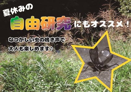 【自由研究に！！】秋の風物詩☆スズムシ飼育セット【2026年6月下旬～ 2026年7月下旬】【A217-frks113】
