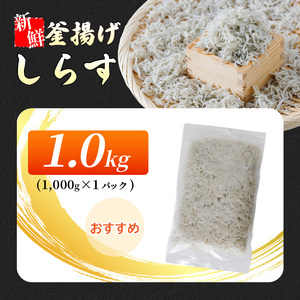 【しらす】釜揚げしらす 1kg ( 1kg × 1パック ) 愛媛県松山市【IY0031】