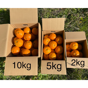 宮内 伊予柑 いよかん 10kg (約40個)  自然栽培 【2027年1月上旬頃から順次発送】 | 伊予柑 ミカン 柑橘 みかん 期間限定 フルーツ 果物 果実 愛媛県産 愛媛 松山 農薬不使用【IZ0031】