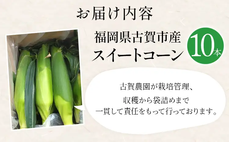 とうもろこし  朝採りスイートコーン（10本） 【6月中下旬～7月上中旬に順次出荷予定】 とうもろこし 