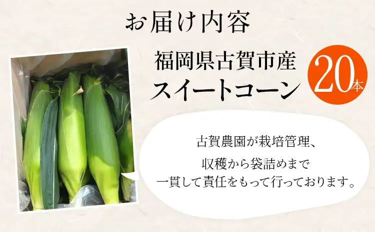 とうもろこし  朝採りスイートコーン（20本） 【6月中下旬～7月上中旬に順次出荷予定】 とうもろこし 