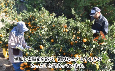 【数量限定】高糖度系 温州みかん(青島) 約10kg[OAF006] ミカン