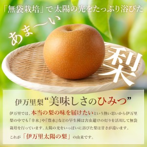 【令和8年産先行予約】伊万里梨「あきづき」 約5kg  178-B940