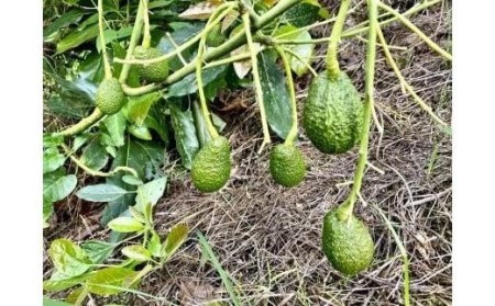 【2026年11月中旬頃から順次発送】アボカド 国産 1kg サイズ混合 国産 ベーコン フェルテ ピンカートン 愛媛県 松山市【TF001_x】