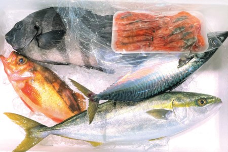 定期便 魚 富山湾直送 とれたて鮮魚セット 約2.5～3.5kg×3回 旬 新鮮 鮮魚 詰め合わせ 産地直送 冷蔵 / くろべ漁業協同組合 魚の駅「生地」/ 富山県 黒部市 地魚 お楽しみ 魚介 魚介類 