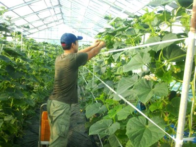 朝採りきゅうり 5kg  | きゅうり キュウリ 胡瓜 朝採り 新鮮 朝収穫 サラダ ユーファーム 埼玉県 杉戸町