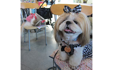 ”愛犬と伴にお食事” 「Dog Runs Well・ドッグパーク幸手店舗」お食事券 - チケット お食事券 カフェ 食事 ドッグカフェ ドッグラン 愛犬 犬 犬用おやつ おやつ Dog Runs Well ドッグランズウェル 埼玉県 幸手市