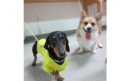 「愛犬の宿」ペットホテル宿泊利用券 - チケット ペットホテル 宿泊券 割引券 預かりサービス 愛犬 犬 Dog Runs Well ドッグランズウェル 埼玉県 幸手市