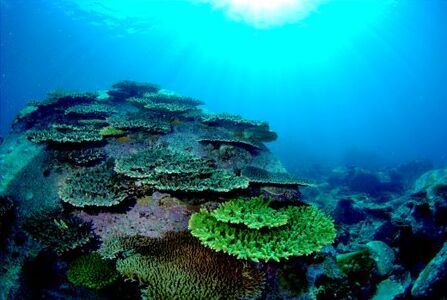 大月町共通ダイビングチケットA