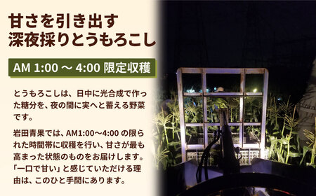 とうもろこし ピュアホワイト 6kg 茨城県産 トウモロコシ 深夜採り 朝出荷