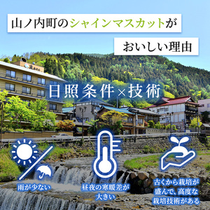 【2026年発送】志賀高原の麓で育った シャインマスカット 3～5房 約2kg ※お届け日時指定不可 ぶどう フルーツ 果物 デザート 長野県 長野