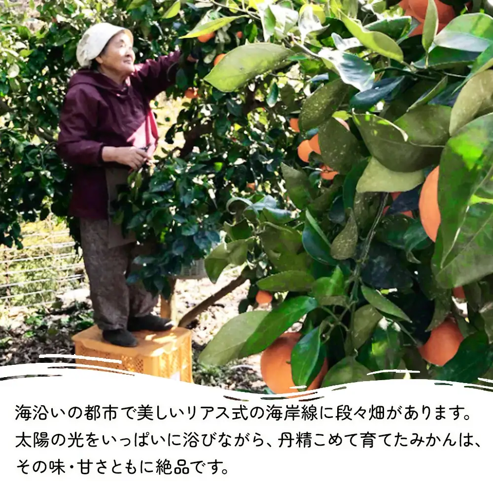上野果樹園の石地温州 温州みかん 5kg | 津久見市