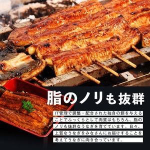 【10営業日以内に発送】【数量限定】鹿児島県産うなぎ蒲焼 名水慈鰻 超特上 2尾(1尾あたり236~270g)＜計500g以上＞ うなぎ 鰻 ウナギ 2尾 国産 蒲焼 かばやき 冷凍 真空 真空パック 無頭 うな重 ひつまぶし タレ 山椒 a5-352