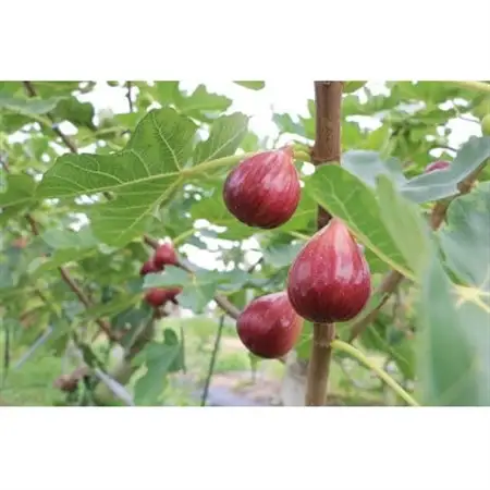 【うちだ農園coucou!】城陽特産たっぷり!無添加ジャムセット_惣菜・加工品 ジャム 缶詰・瓶詰 _【1400011】