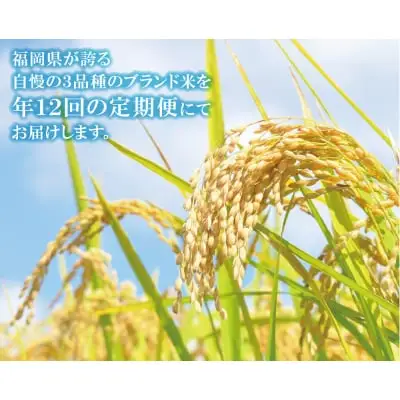 Z17-90 寄附額改定↓↓ 研ぐお米福岡県産米3品種セット定期便(毎月・年12回)