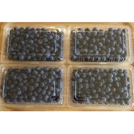 かすみがうら市特産　フレッシュブルーベリー　300g×4パック_果物・フルーツ ブルーベリー  _【配送不可地域：離島】【1237741】